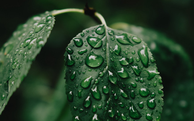 Green leaf water drops macro #58 free wallpaper - medium preview image