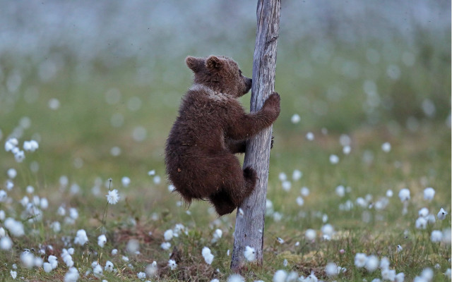 Bear climbing tree bird flower free wallpaper - medium preview image