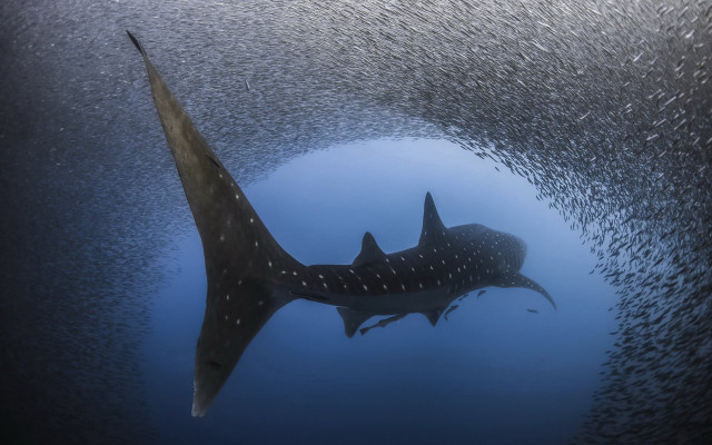 Large fish ocean fish neck free wallpaper - medium preview image