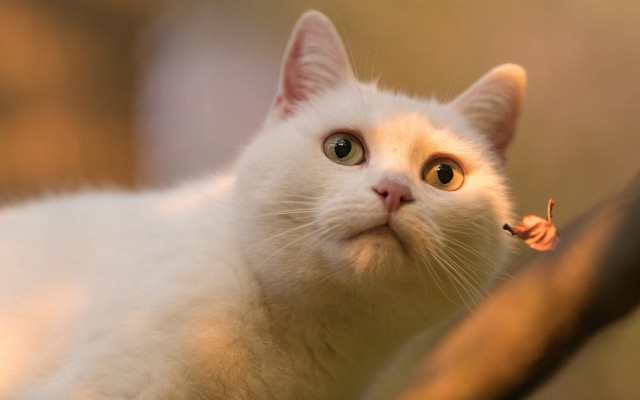 White cat insect look up free wallpaper - medium preview image
