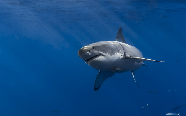 Shark fish ocean white shark free wallpaper - medium preview image