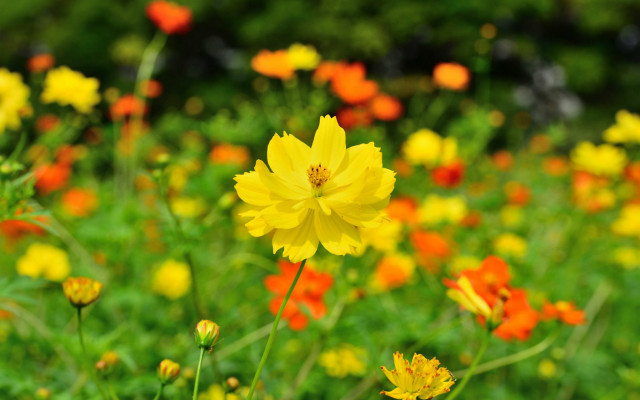 Yellow orange flower field blurry free wallpaper - medium preview image