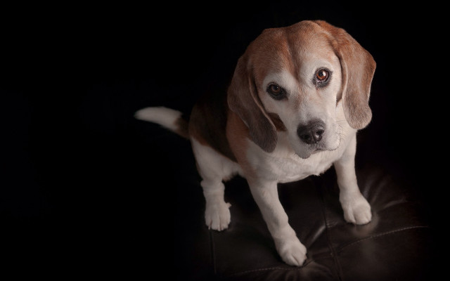 Dog sad black leather chair free wallpaper - medium preview image