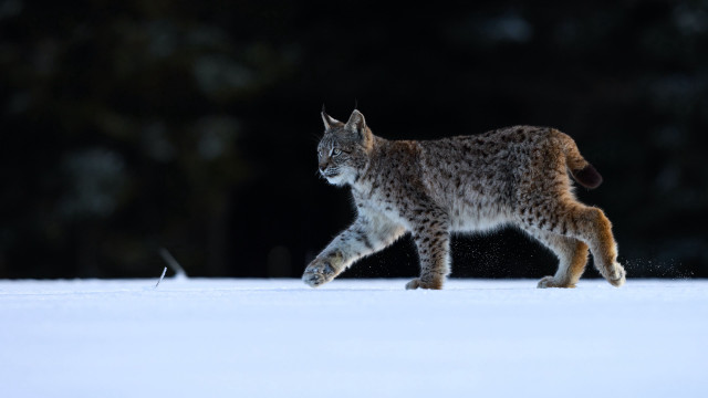 Lynx snow night trees woodland free wallpaper - medium preview image