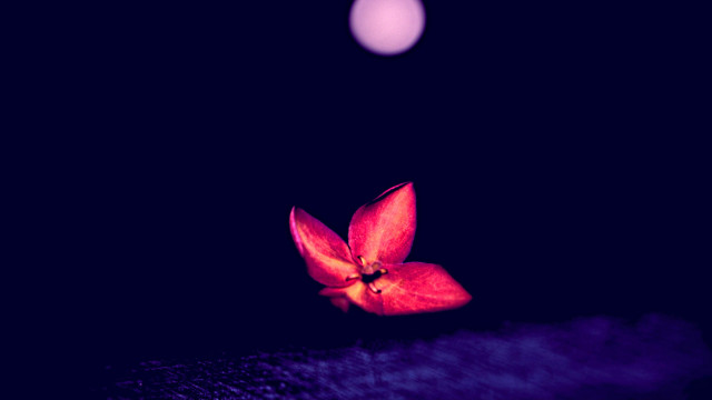 Red flower black surface pink free wallpaper - medium preview image