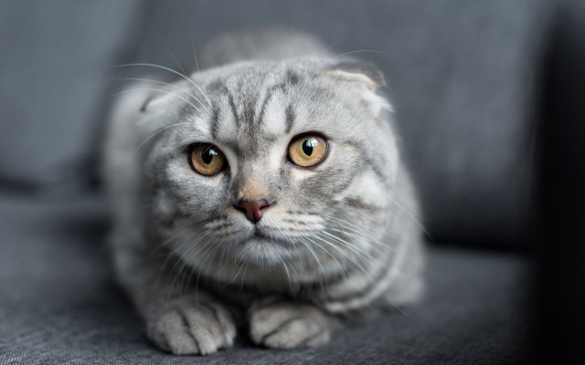 Sad cat couch photorealistic blurry free wallpaper - medium preview image