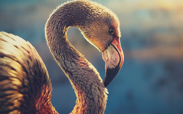 Bird long neck long bill free wallpaper - medium preview image