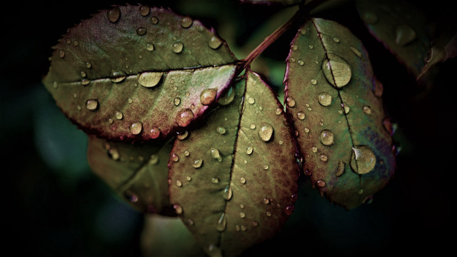 Leaf water drops macro photorealism #4 free wallpaper - medium preview image