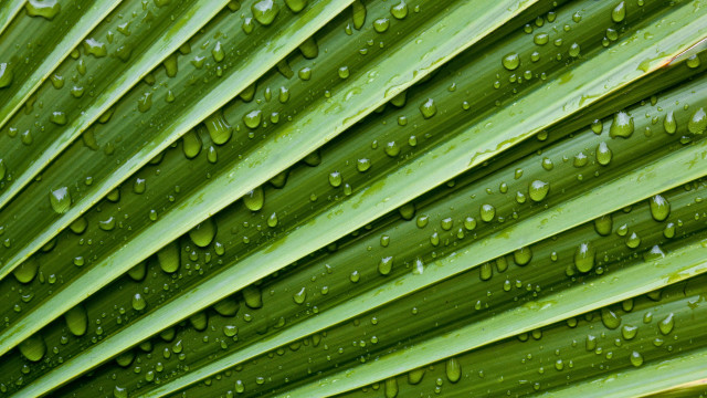 Green leaf water drops macro #46 free wallpaper - medium preview image