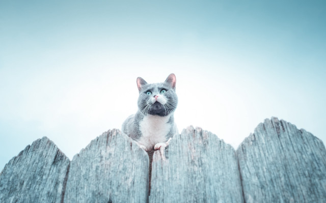 Cat fence sky blue eyes free wallpaper - medium preview image