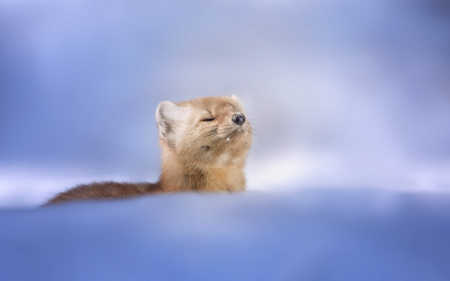 Small animal blue surface sky free wallpaper - medium preview image