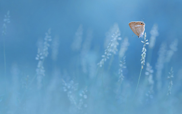 Butterfly plant grass sky macro free wallpaper - medium preview image