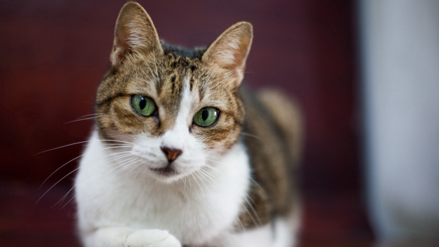 Green eyes cat serious look free wallpaper - medium preview image