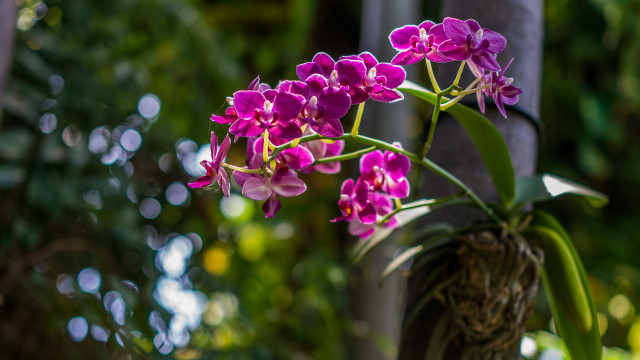 Purple flower woods bokeh shiny free wallpaper - medium preview image