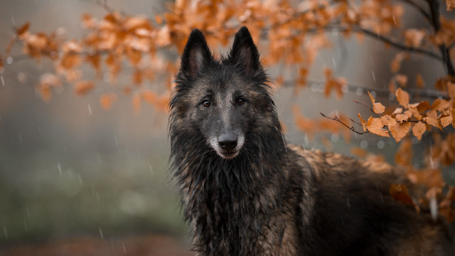 Dog rain tree autumn leaves free wallpaper - medium preview image