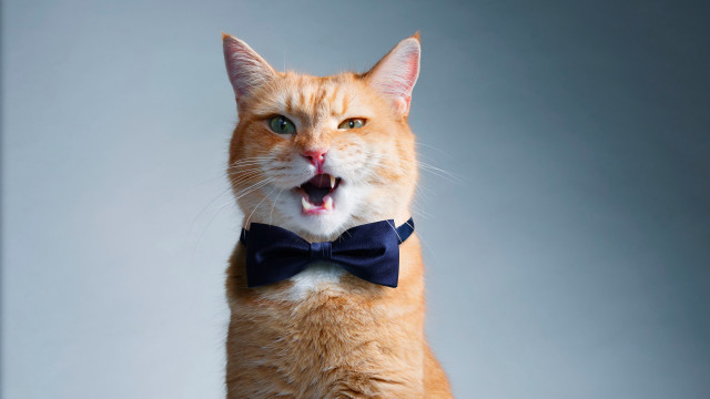 Orange cat surprised bowtie shiba free wallpaper - medium preview image