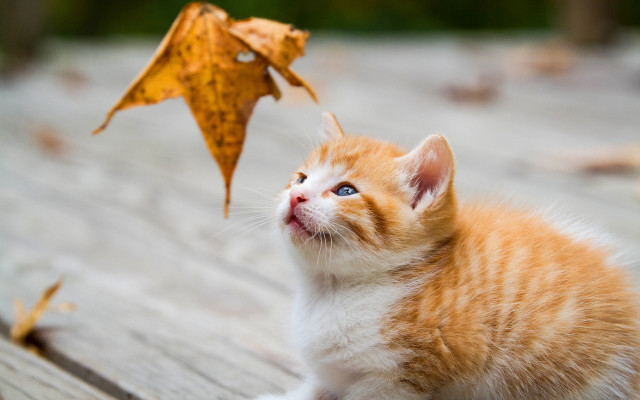 Orange kitten autumn leaf photorealistic free wallpaper - medium preview image