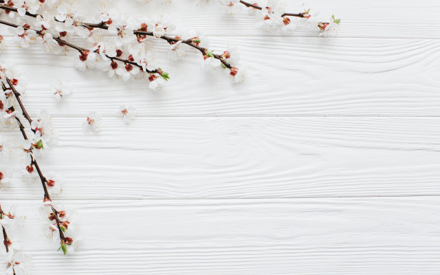 Cherry blossom branch white background free wallpaper - medium preview image