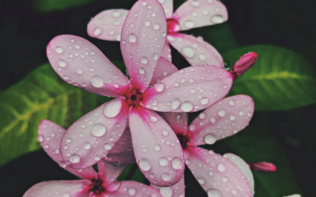 Flowers water droplets green leaves #2 free wallpaper - medium preview image