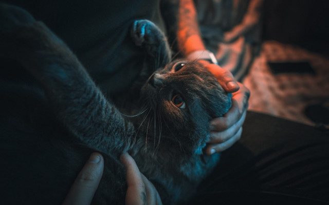 Person cat background motion blur free wallpaper - medium preview image