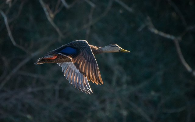Duck flying trees blurry backlighting free wallpaper - medium preview image