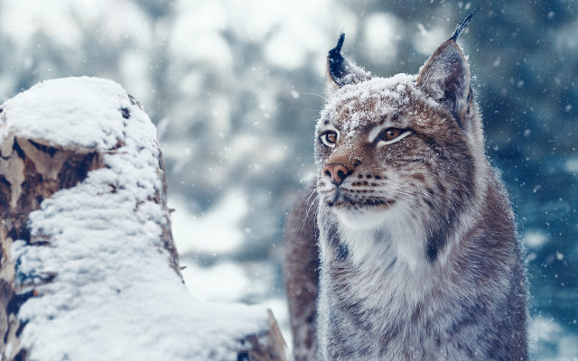 Lynx snowy forest stump log free wallpaper - medium preview image