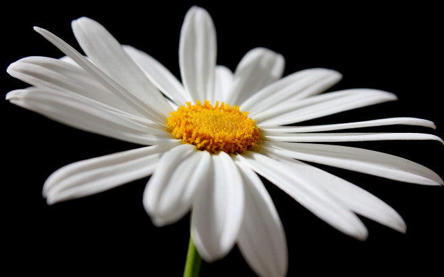 White flower yellow center green #14 free wallpaper - medium preview image