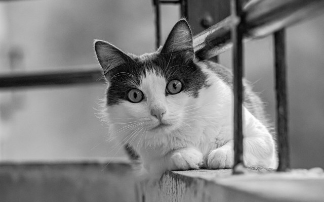 Sad cat wooden bench black free wallpaper - medium preview image
