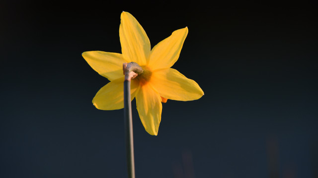 Yellow flower butterfly wings macro free wallpaper - medium preview image