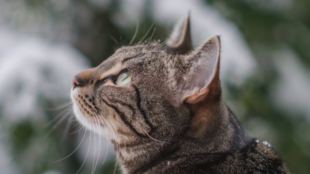 Cat sky snow trees animal free wallpaper - medium preview image