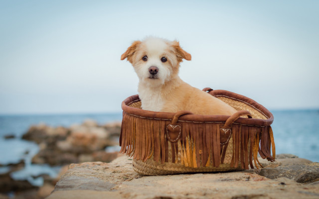 Dog basket rock ocean blue free wallpaper - medium preview image