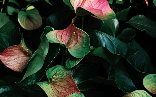 Plant red green leaves flowers free wallpaper - medium preview image