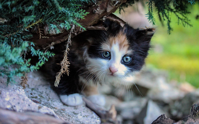 Kitten branch forest rocks grass free wallpaper - medium preview image