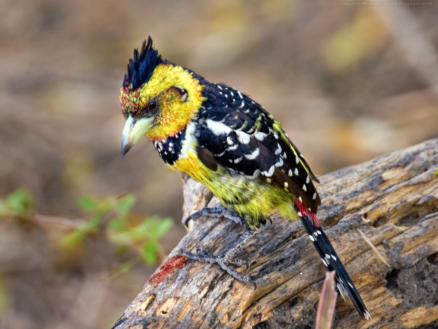 Colorful bird perched tree branch #12 free wallpaper - medium preview image