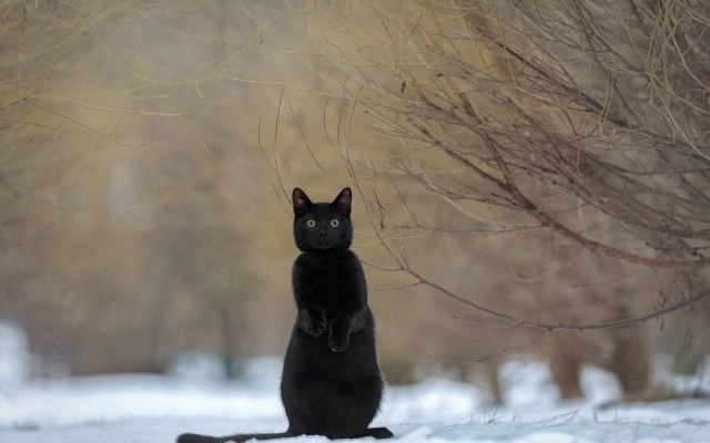 Black cat snow bare tree free wallpaper - medium preview image