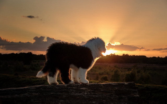 Dog log sunset clouds ocean free wallpaper - medium preview image