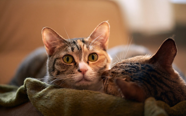 Cat blanket couch chippy animal free wallpaper - medium preview image