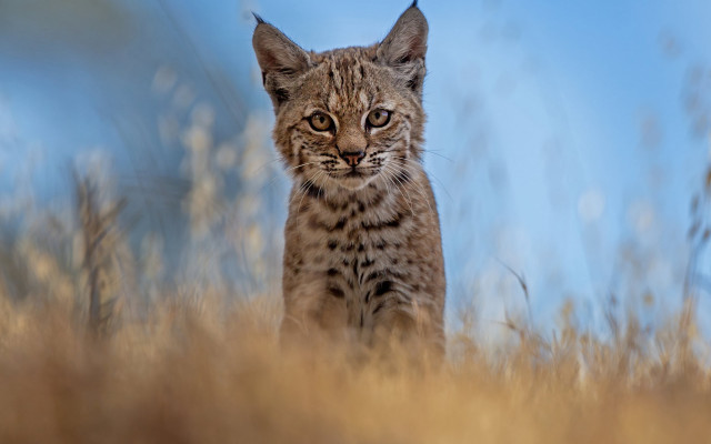 Small cat field tall grass free wallpaper - medium preview image