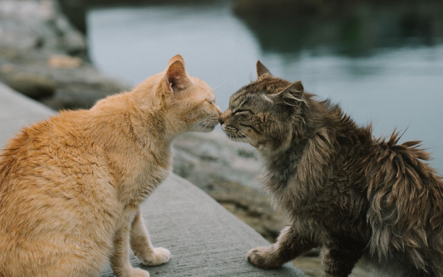 Cats ledge noses romanticism blurry free wallpaper - medium preview image