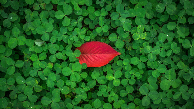 Red leaf green plant ecological free wallpaper - medium preview image