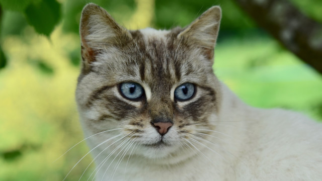 Blue eyes cat under tree free wallpaper - medium preview image