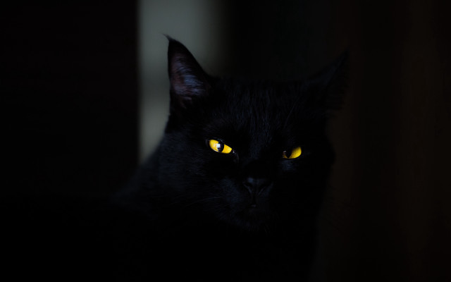Black cat yellow eyes gothic #11 free wallpaper - medium preview image