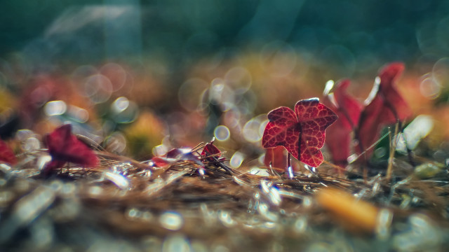 Red flower water droplets macro #21 free wallpaper - medium preview image
