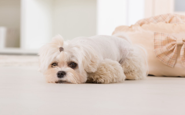 Small white dog laying luggage free wallpaper - medium preview image