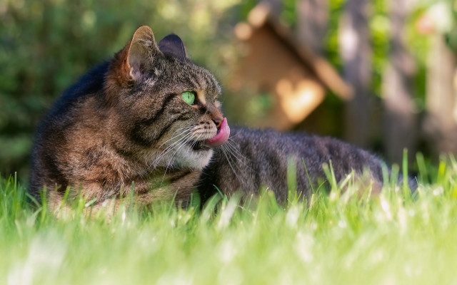 Cat grass tongue house nature free wallpaper - medium preview image