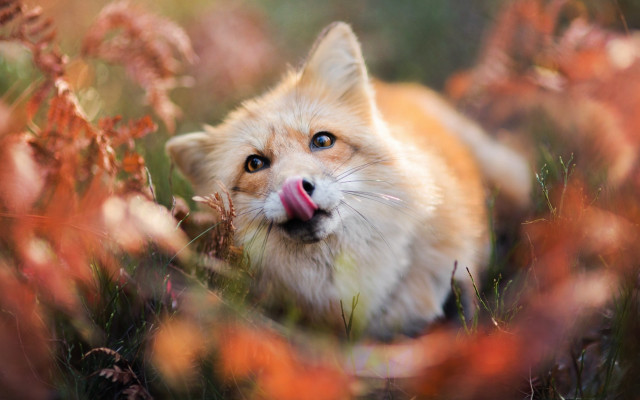 Cat flower field tongue out #2 free wallpaper - medium preview image