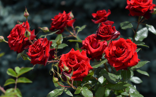 Red roses garden dark background free wallpaper - medium preview image