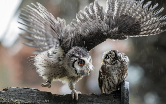 Owl fence illustration award glowing free wallpaper - medium preview image