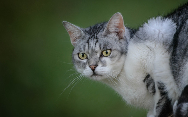 Cat gray stripe green blurry free wallpaper - medium preview image