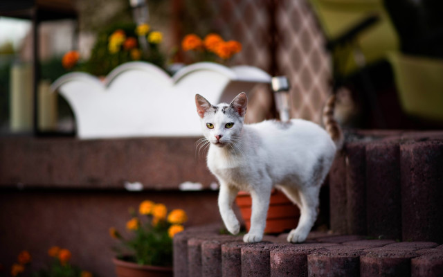 White cat outside flower sink free wallpaper - medium preview image